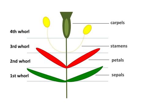 Whorls (circular sections of the flower each consisting of a different... | Download Scientific ...