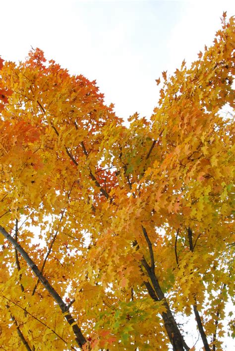 Fall Foliage | slgckgc | Flickr