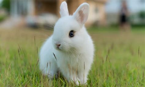 Cute Infestation: Discover How Las Vegas Became Overrun with Bunny ...