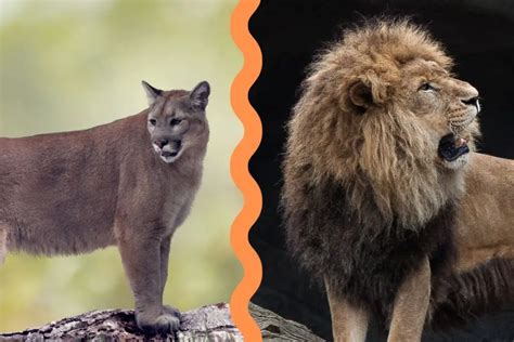 Mountain Lion Vs Lion | Assorted Animals