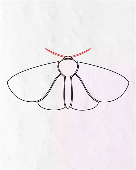 How To Draw A Simple Moth In Simple Step By Step Guide in 2023 | Moth ...