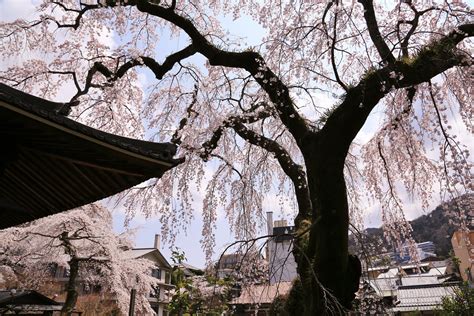 Seasonal Features | Plan Your Trip | Visit Arima Onsen, Kobe