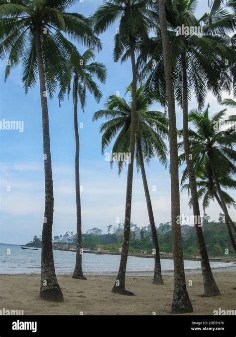 Coconut trees andaman nicobar islands hi-res stock photography and images - Alamy