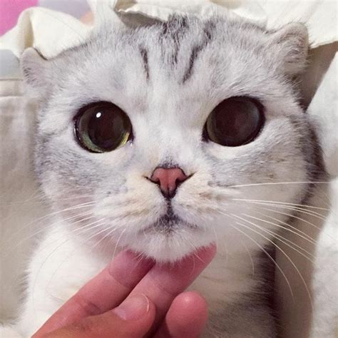 10 Photos of Adorable Big Eyed Japanese Cat Hana | Instagram Viral | Reckon Talk