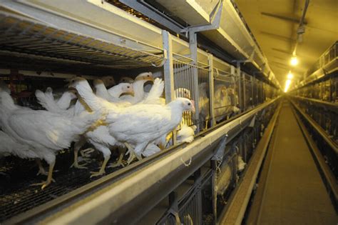 Trends and challenges in cage-free egg production - Poultry World