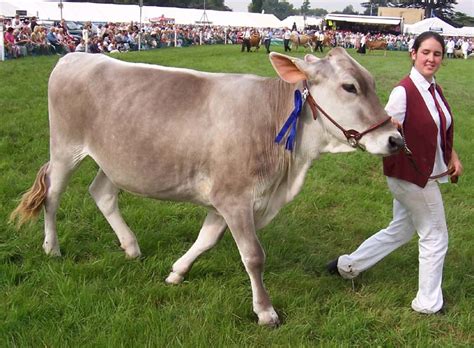 Brown Swiss Cattle | Oklahoma State University