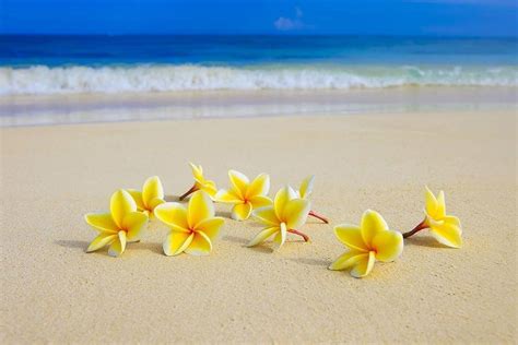 Beach Flower Wallpapers - Top Free Beach Flower Backgrounds - WallpaperAccess