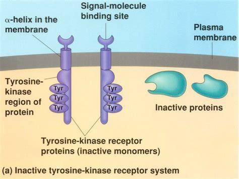 4 Receptor Tyrosine Kinases Flashcards | Quizlet