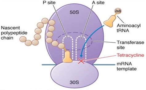 Tetracyclines: Mode of Action and Mechanism of Resistance – Microbe Online