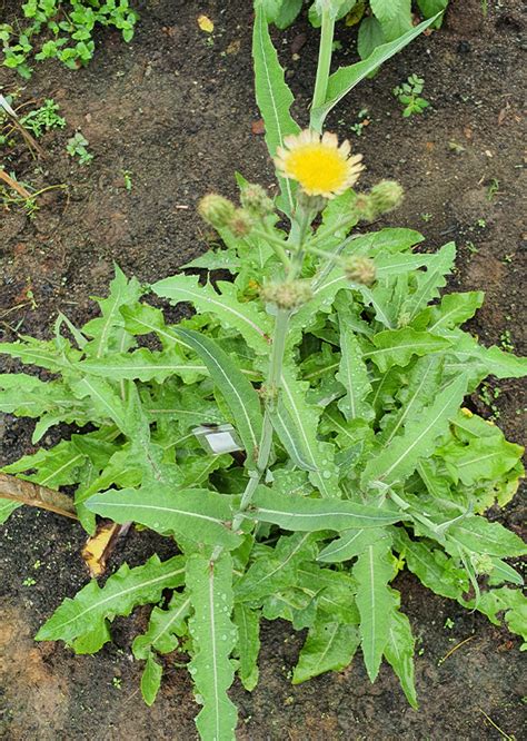 Sonchus arvensis