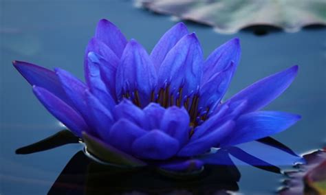 Blue Water Lily: The National Flower of Srilanka