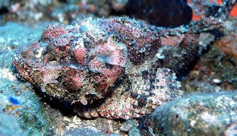 Scorpionfish - Characteristics, Habitat & Breeding - Fish