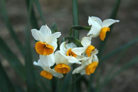 Kraft Seeds Nargis or Narcissus Flower Bulb (Pack of 6): Amazon.in: Garden & Outdoors