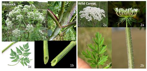 Species Profile: Wild Carrot & Poison Hemlock - Daucus carota & Conium maculatum » Bella Vista ...