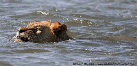 Lion swimming Zambezi River