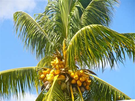 COCONUT (YELLOW) exotic plant palm tree Cocos Nucifera ready to pot ,1 live SEED - Tree Seeds