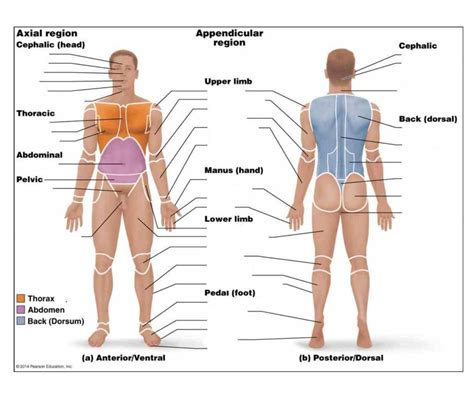 Anatomical Position Diagram Diagram | Quizlet