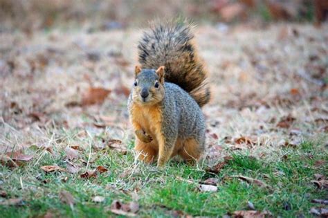 Squirrel Infestation | Bloom Crawlspace Services