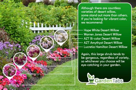 5 Varieties Of Desert Willow To Beautify Your Yard