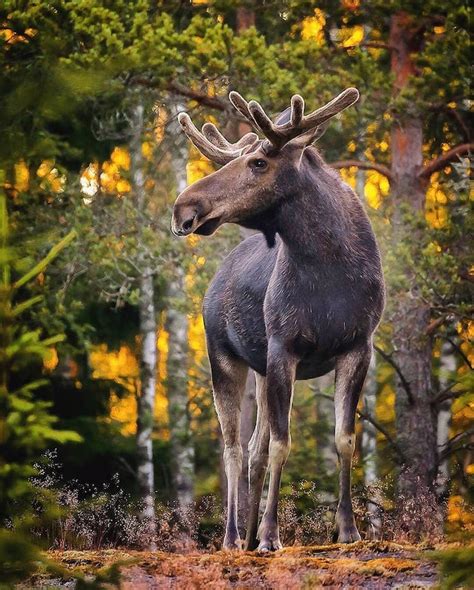 Photographer Captures Enchanting Photos of Finland’s Forest Animals