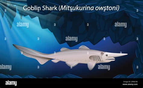 Goblin shark Stock Vector Images - Alamy
