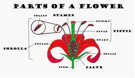 SCIENCE BLOG. YEAR 4: PLANT REPRODUCTION: FLOWERS