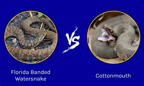 Cottonmouth Vs Banded Water Snake: Get The Main Difference In 2023