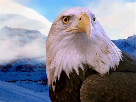 The Beautiful Eagle Wallpaper - Top Desktop | Top Desktop No.1