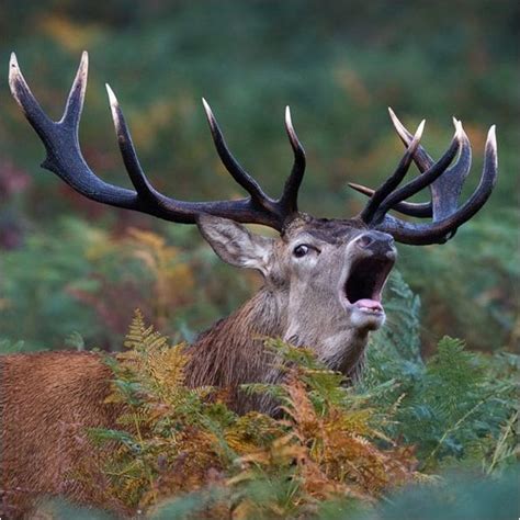 Scotland's Winter Wildlife : Wilderness Scotland