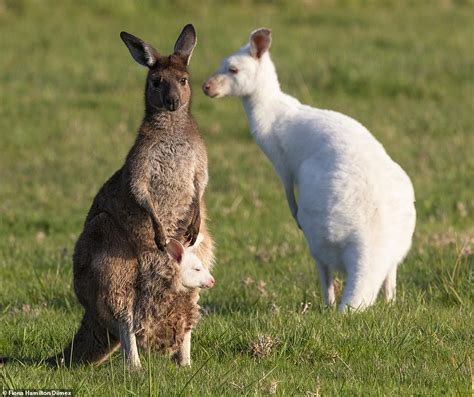 Eastern Grey kangaroo gives birth to an albino baby that looks JUST like his dad | Daily Mail Online