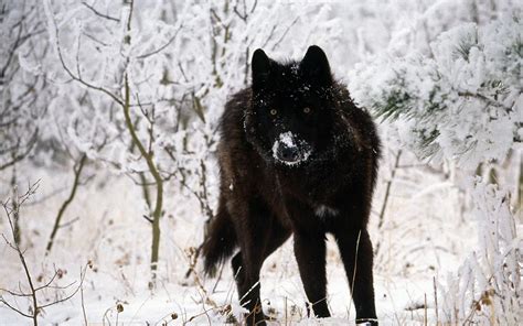 Black Wolf Wallpapers - Wallpaper Cave