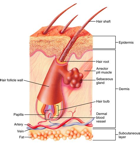 hair follicle tubelike structure : Biological Science Picture Directory – Pulpbits.net