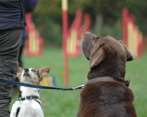 Adult dog training - Catherine Tomlinson Pet Behaviourist