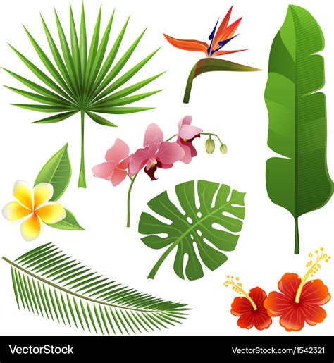 Tropical plants Royalty Free Vector Image - VectorStock