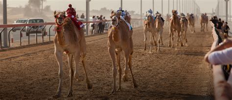 Camel Racing in Dubai: Breeds, Race Tracks & More - MyBayut