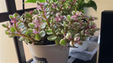 Pink Jade plant - YouTube