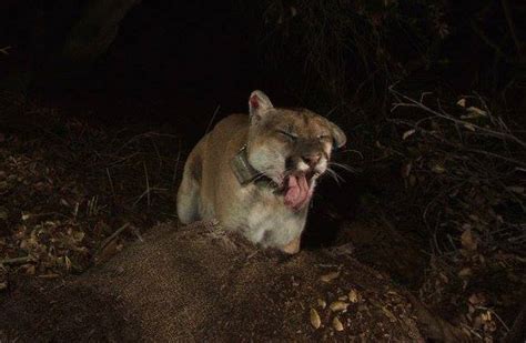 A big week in #SaveLACougars news: P22 recovers from mange and David Crosby helps with research ...