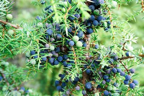 Are Juniper Berries Edible? | Gardener’s Path