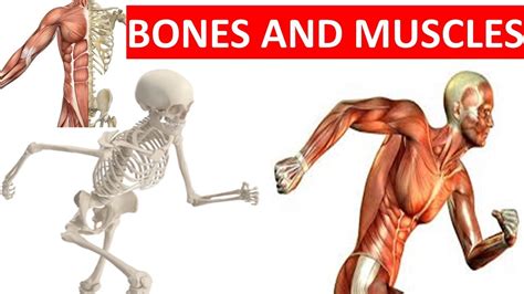 Skeletal Muscles Diagram For Kids