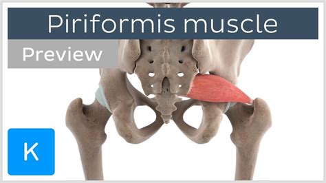 Piriformis Muscle Action