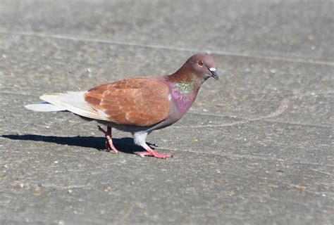 Rock Pigeon | Audubon Field Guide