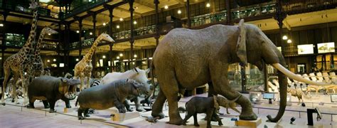 5 Great Museums for Kids in Paris: Family-Friendly Collections - Paris Unlocked