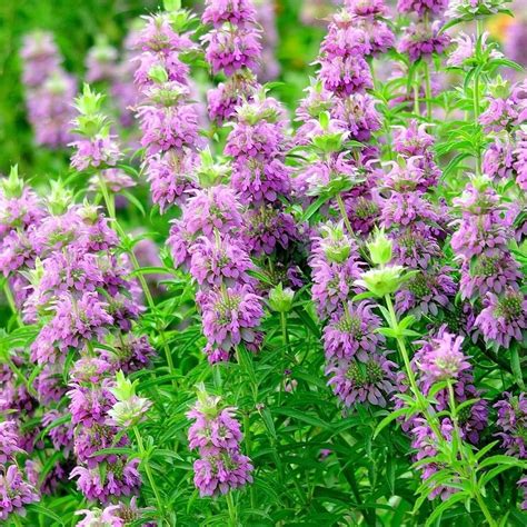 Lemon Mint Seeds - Monarda citriodora Herb Seeds, Garden Seeds, Bee ...