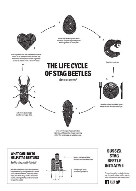 Stag Beetle Life Cycle