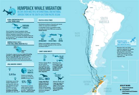 Pacific Humpback Whale Migration