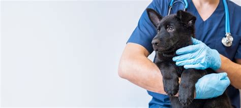 Best Colleges for Veterinarians in the World | AdmissionSight