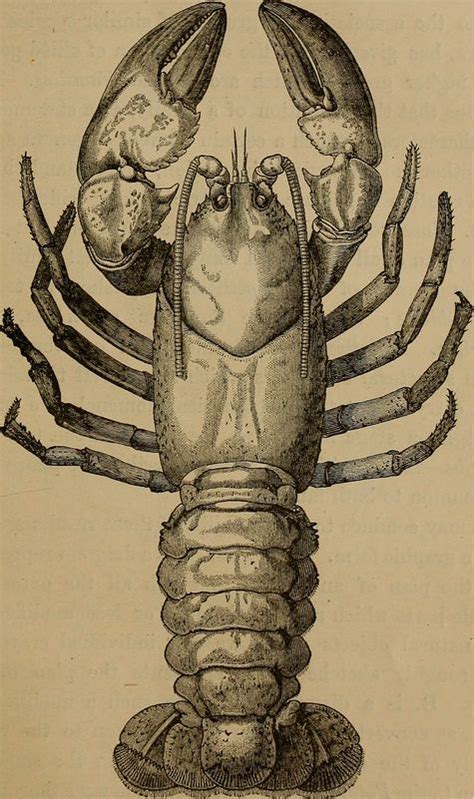 Archive Books, Crab And Lobster, Human Anatomy Art, Lobsters, Crabs, Book Images, Zoology, Ink ...