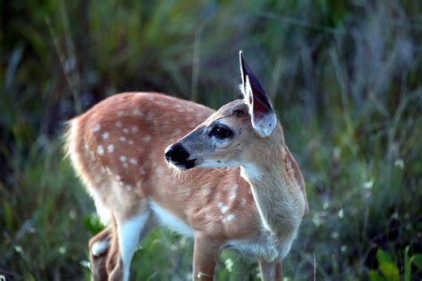 The Deer of Big Pine Key | Noni Cay Photography