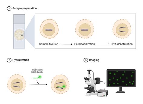 Fluorescent in situ hybridization (FISH) | AAT Bioquest