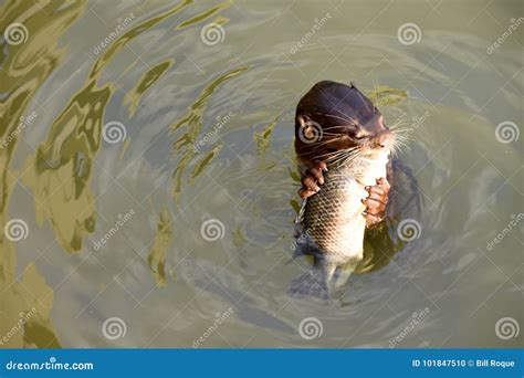 Sea Lion Eating Fish on Waters Stock Photo - Image of food, nature ...